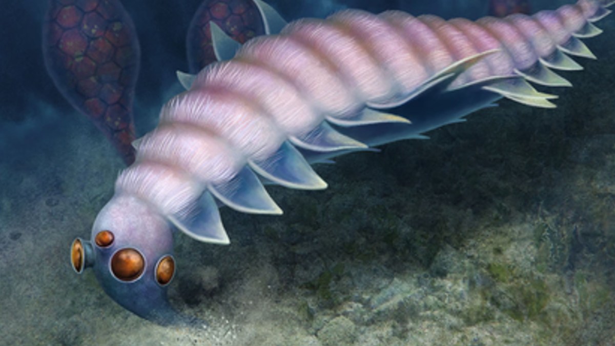 UTAURORA COMOSA // Source : ARTWORK BY F. ANTHONY UTAURORA COMOSA // Source : ARTWORK BY F. ANTHONY