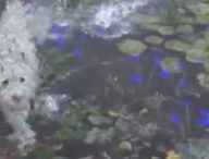 Un chien dans Elden Ring // Source : Capture d'écran PETA