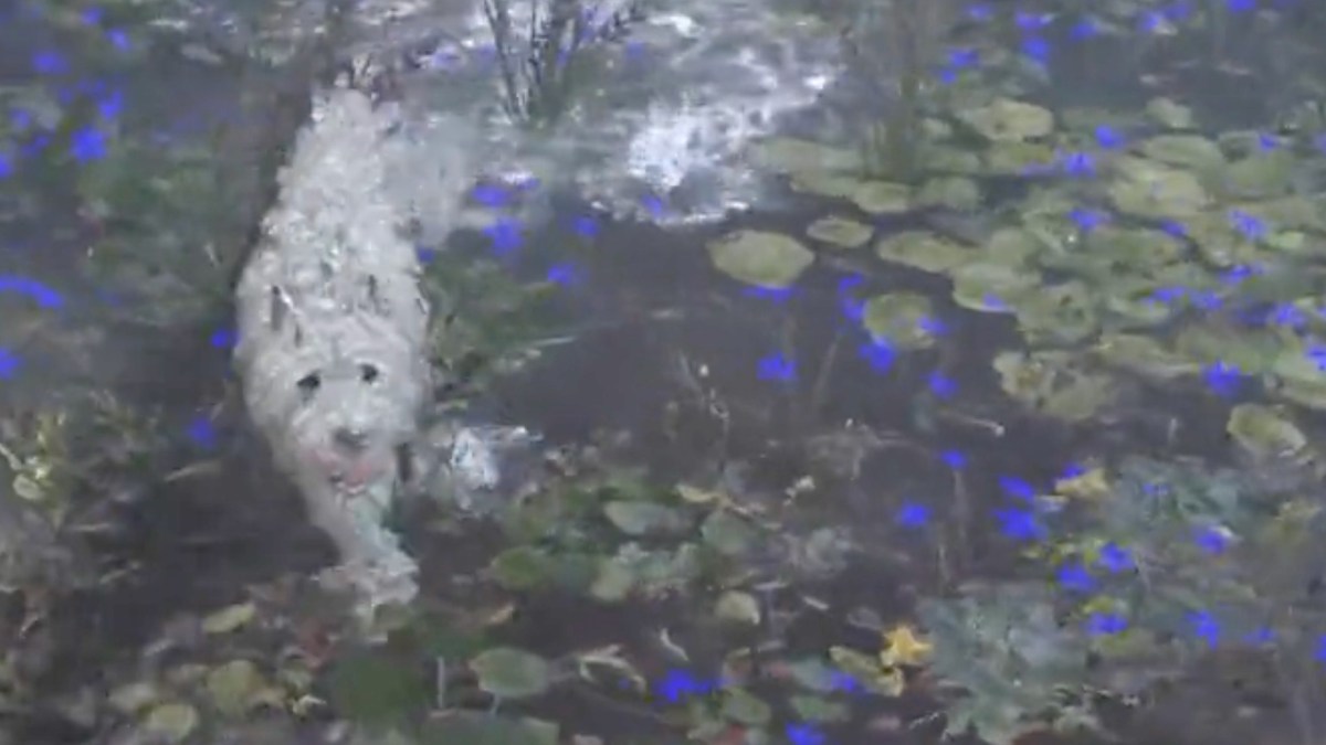 Un chien dans Elden Ring // Source : Capture d'écran PETA Un chien dans Elden Ring // Source : Capture d'écran PETA