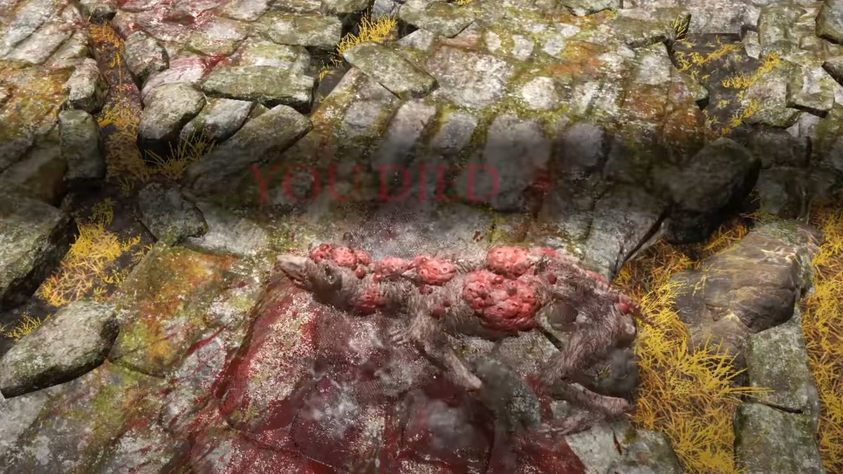 Les chiens dans Elden Ring // Source : Capture YouTube Les chiens dans Elden Ring // Source : Capture YouTube