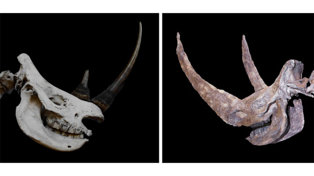 Crânes de rhinocéros blanc (à gauche) et de rhinocéros laineux (à droite) surmontées de leurs cornes. // Source : Wikimedia, CC BY Crânes de rhinocéros blanc (à gauche) et de rhinocéros laineux (à droite) surmontées de leurs cornes. // Source : Wikimedia, CC BY