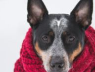 Petit doggo ayant froid. // Source : Pexels/Benjamin Lehman (photo recadrée) Petit doggo ayant froid. // Source : Pexels/Benjamin Lehman (photo recadrée)
