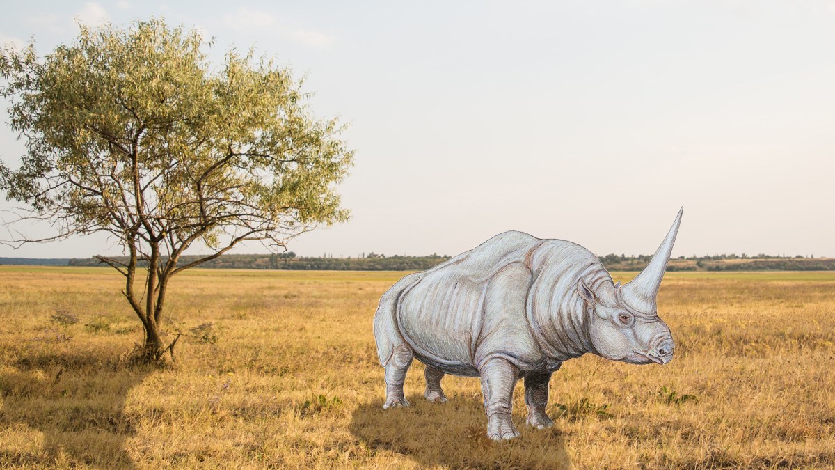 Elasmotherium. // Source : Montage Numerama avec photo Unsplash Elasmotherium. // Source : Montage Numerama avec photo Unsplash