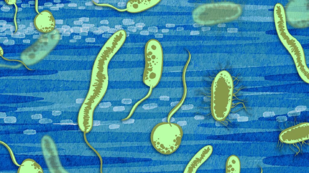 Illustration d'organismes du Paléoprotérozoïque, époque de la Grande oxygénation. // Source : MIT News Illustration d'organismes du Paléoprotérozoïque, époque de la Grande oxygénation. // Source : MIT News