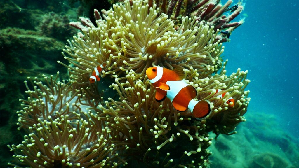 De nombreux poissons habitent autour et dans les coraux. // Source : Pexels De nombreux poissons habitent autour et dans les coraux. // Source : Pexels