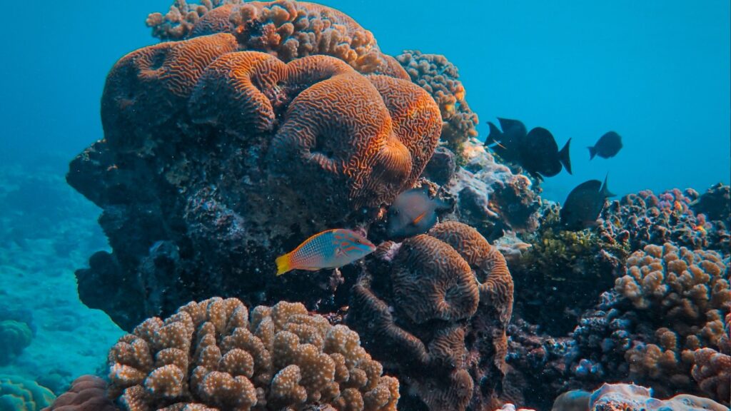 Les couleurs servent au camouflage. // Source : Pexels Les couleurs servent au camouflage. // Source : Pexels