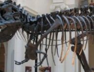 Voici Sue, un T.Rex. Ce spécimen est exposé au musée Field de Chicago. // Source : Steve Richmond / Wikimédias Voici Sue, un T.Rex. Ce spécimen est exposé au musée Field de Chicago. // Source : Steve Richmond / Wikimédias