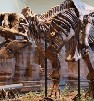 Squelette de T.Rex. // Source : ScottRobertAnselmo / Wikimédias Squelette de T.Rex. // Source : ScottRobertAnselmo / Wikimédias