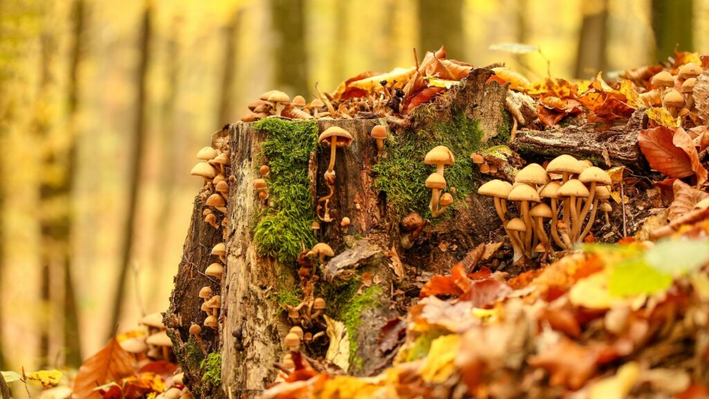 « Blablabla », demanda le champignon. « Blabla ! », répondit l'autre champignon.  // Source : Pexels