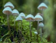 Champignons. // Source : Pexel Champignons. // Source : Pexel