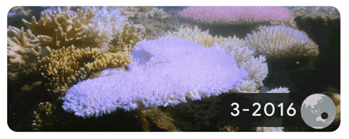 La Grande Barrière de Corail en 2016. // Source : Google La Grande Barrière de Corail en 2016. // Source : Google