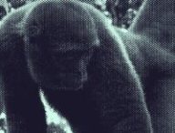Singe laineux // Source : Wikimédias/modifié Singe laineux // Source : Wikimédias/modifié
