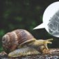 Les tardigrades chevauchent des escargots. // Source : Pixabay/wikimédias/montage Les tardigrades chevauchent des escargots. // Source : Pixabay/wikimédias/montage
