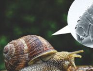 Les tardigrades chevauchent des escargots. // Source : Pixabay/wikimédias/montage Les tardigrades chevauchent des escargots. // Source : Pixabay/wikimédias/montage