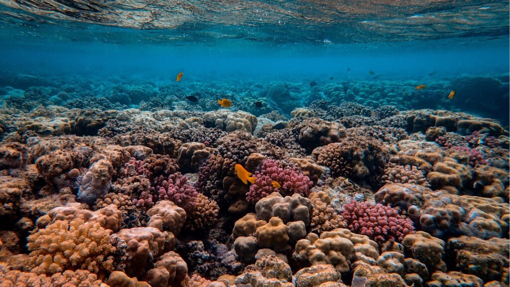 Photo de la grande barrière de corail. // Source : Pexels Photo de la grande barrière de corail. // Source : Pexels