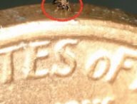 Plus petit qu'une puce, le robot peut marcher, se plier, se tordre, tourner et sauter // Source : NorthwesternU