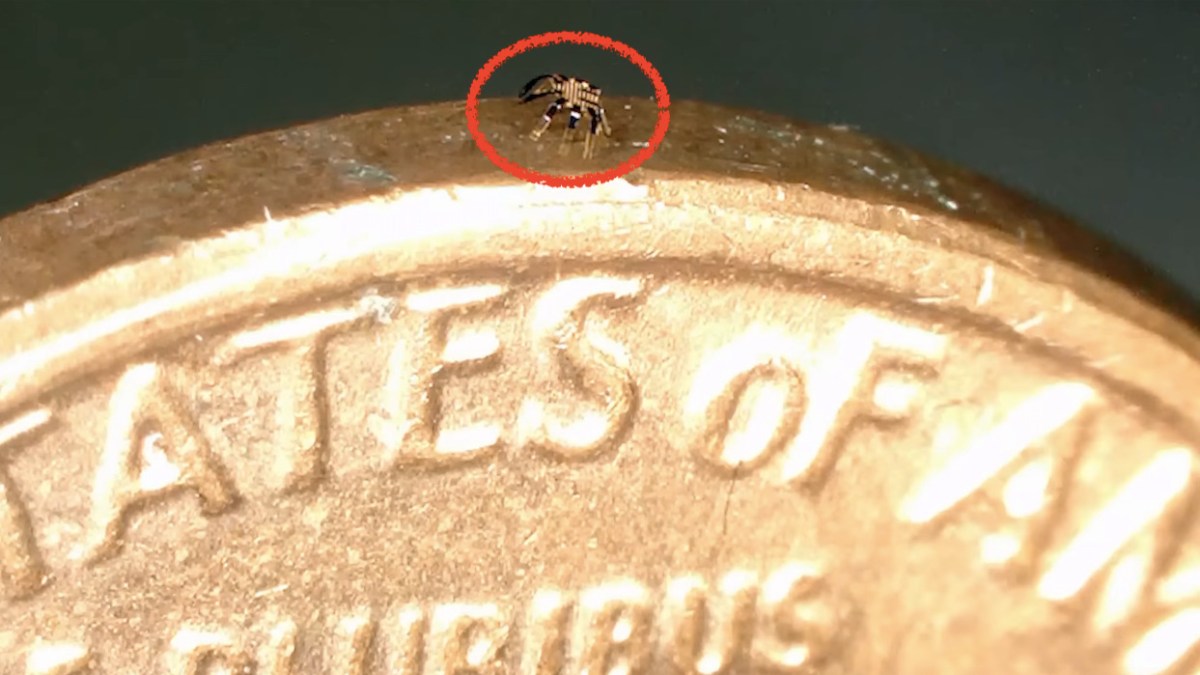 Plus petit qu'une puce, le robot peut marcher, se plier, se tordre, tourner et sauter // Source : NorthwesternU Plus petit qu'une puce, le robot peut marcher, se plier, se tordre, tourner et sauter // Source : NorthwesternU