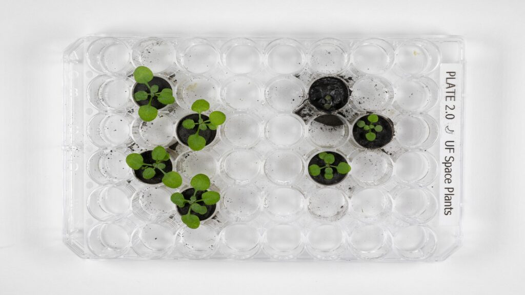Au 16ème jour, la croissance des plantes dans le simulant à gauche, et le sol lunaire à droite Au 16ème jour, la croissance des plantes dans le simulant à gauche, et le sol lunaire à droite