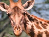Une girafe. // Source : Pexels Une girafe. // Source : Pexels