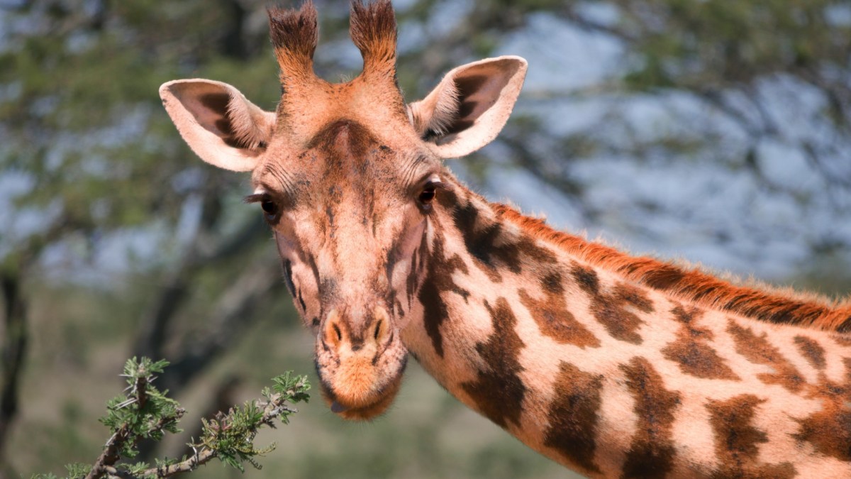 Une girafe. // Source : Pexels Une girafe. // Source : Pexels