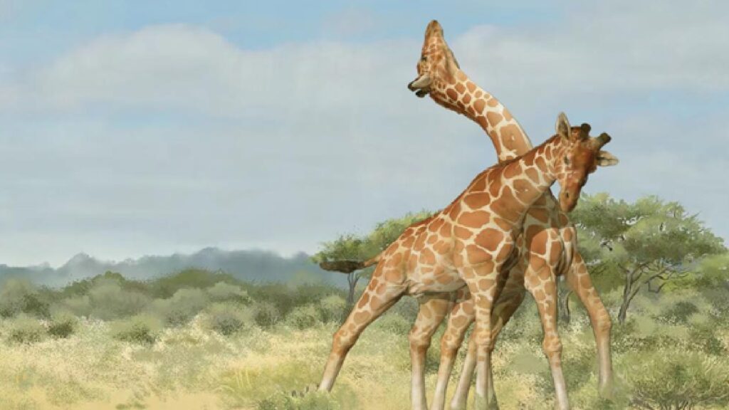 Un combat de girafes mâles. // Source : WANG YU AND GUO XIAOCONG Un combat de girafes mâles. // Source : WANG YU AND GUO XIAOCONG