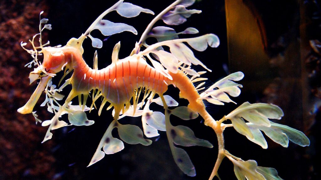 Les hippocampes feuilles prennent une forme différente que les hippocampes : ils sont des exubérances ressemblant à des algues. // Source : Robb/Wikimédias Les hippocampes feuilles prennent une forme différente que les hippocampes : ils sont des exubérances ressemblant à des algues. // Source : Robb/Wikimédias