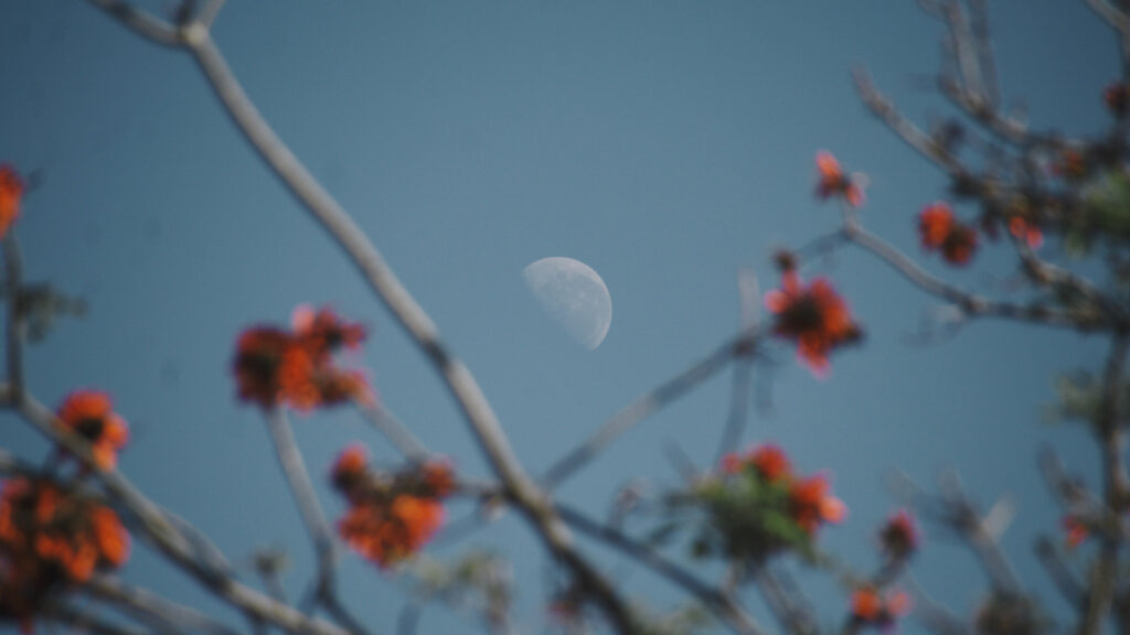 La Lune. // Source : Unsplash/Quinton Coetzee (photo recadrée) La Lune. // Source : Unsplash/Quinton Coetzee (photo recadrée)