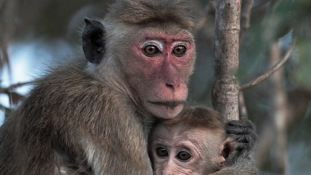 Ce petit singe et sa maman singe n'ont probablement pas de lien avec la variole du singe ! // Source : Wikimedia Commons/Kody8958 Ce petit singe et sa maman singe n'ont probablement pas de lien avec la variole du singe ! // Source : Wikimedia Commons/Kody8958