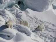 Ours polaire dans l'Arctique // Source : Kristin Laidre/University of Washington Ours polaire dans l'Arctique // Source : Kristin Laidre/University of Washington