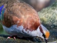 Écoutez des oiseaux pour aider la science // Source : Sébastien Höfer Écoutez des oiseaux pour aider la science // Source : Sébastien Höfer