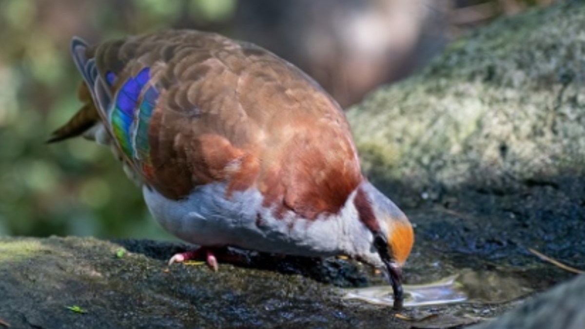 Écoutez des oiseaux pour aider la science // Source : Sébastien Höfer Écoutez des oiseaux pour aider la science // Source : Sébastien Höfer