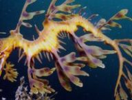 Dragon de mer (hippocampe feuille) // Source : James Rosindell/Wikimédias Dragon de mer (hippocampe feuille) // Source : James Rosindell/Wikimédias