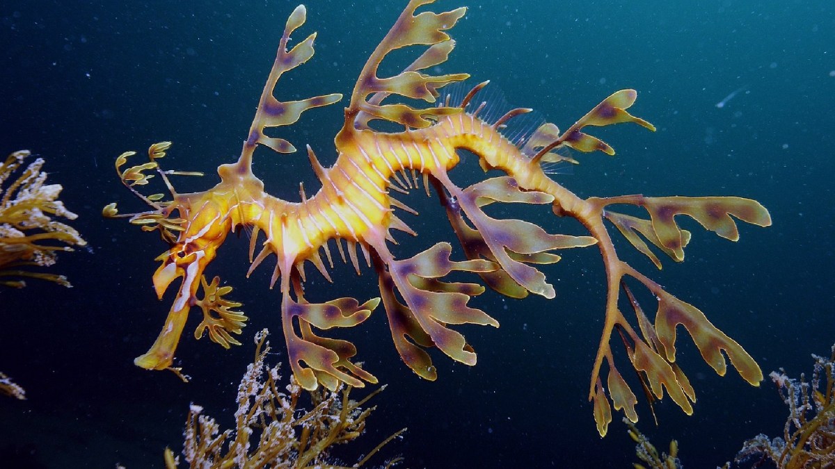 Dragon de mer (hippocampe feuille) // Source : James Rosindell/Wikimédias Dragon de mer (hippocampe feuille) // Source : James Rosindell/Wikimédias
