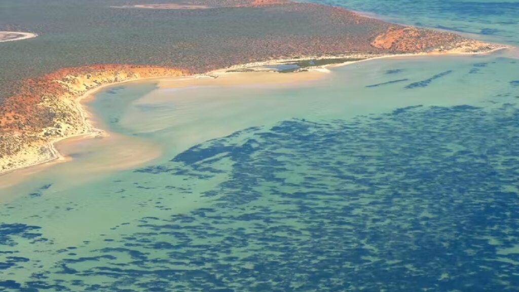 La Posidonia australis est ici, à Shark Bay. // Source : Angela Rossen La Posidonia australis est ici, à Shark Bay. // Source : Angela Rossen