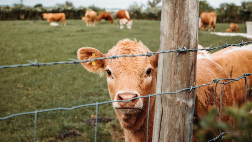 Un troupeau de vaches. // Source : Unsplash/ Nighthawk Shoots (photo recadrée) Un troupeau de vaches. // Source : Unsplash/ Nighthawk Shoots (photo recadrée)