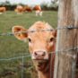 Un troupeau de vaches. // Source : Unsplash/ Nighthawk Shoots (photo recadrée) Un troupeau de vaches. // Source : Unsplash/ Nighthawk Shoots (photo recadrée)