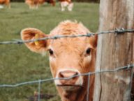 Un troupeau de vaches. // Source : Unsplash/ Nighthawk Shoots (photo recadrée)