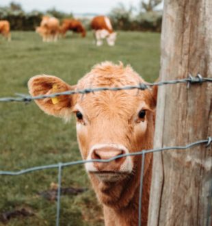Un troupeau de vaches. // Source : Unsplash/ Nighthawk Shoots (photo recadrée) Un troupeau de vaches. // Source : Unsplash/ Nighthawk Shoots (photo recadrée)