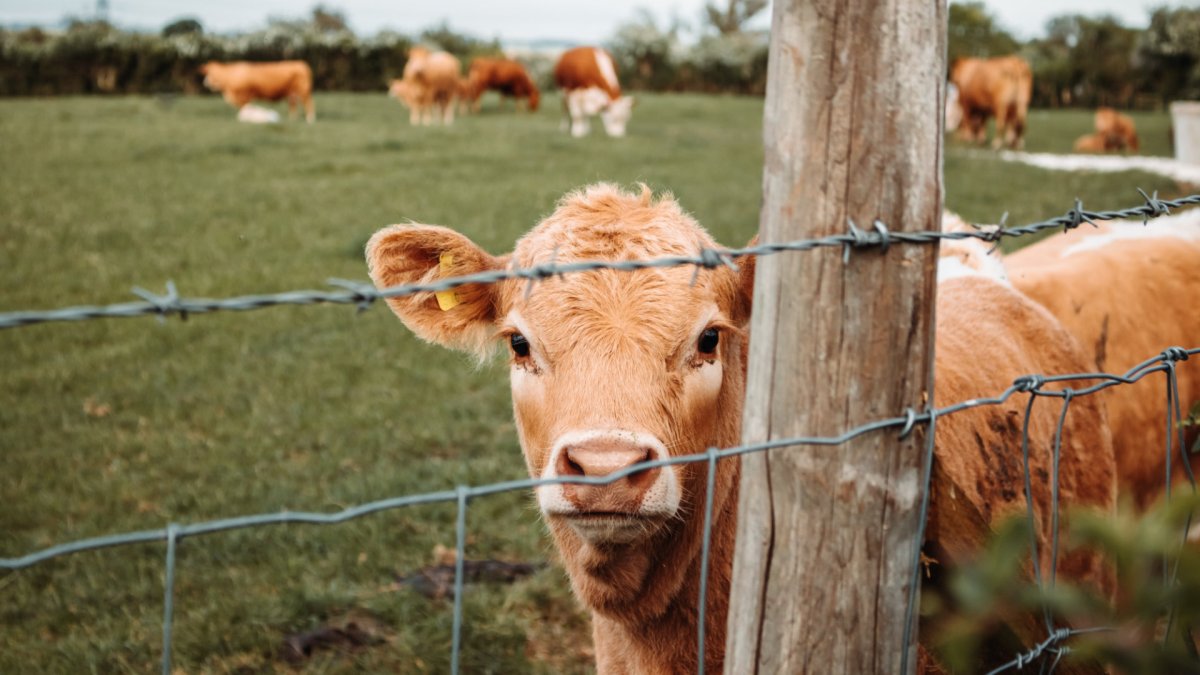 Un troupeau de vaches. // Source : Unsplash/ Nighthawk Shoots (photo recadrée) Un troupeau de vaches. // Source : Unsplash/ Nighthawk Shoots (photo recadrée)