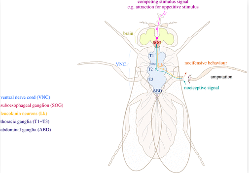 Les insectes ressentent la douleur // Source : The Royal Society Pubilishing Les insectes ressentent la douleur // Source : The Royal Society Pubilishing