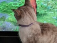 Un chat mignon devant Stray // Source : Capture Twitter
