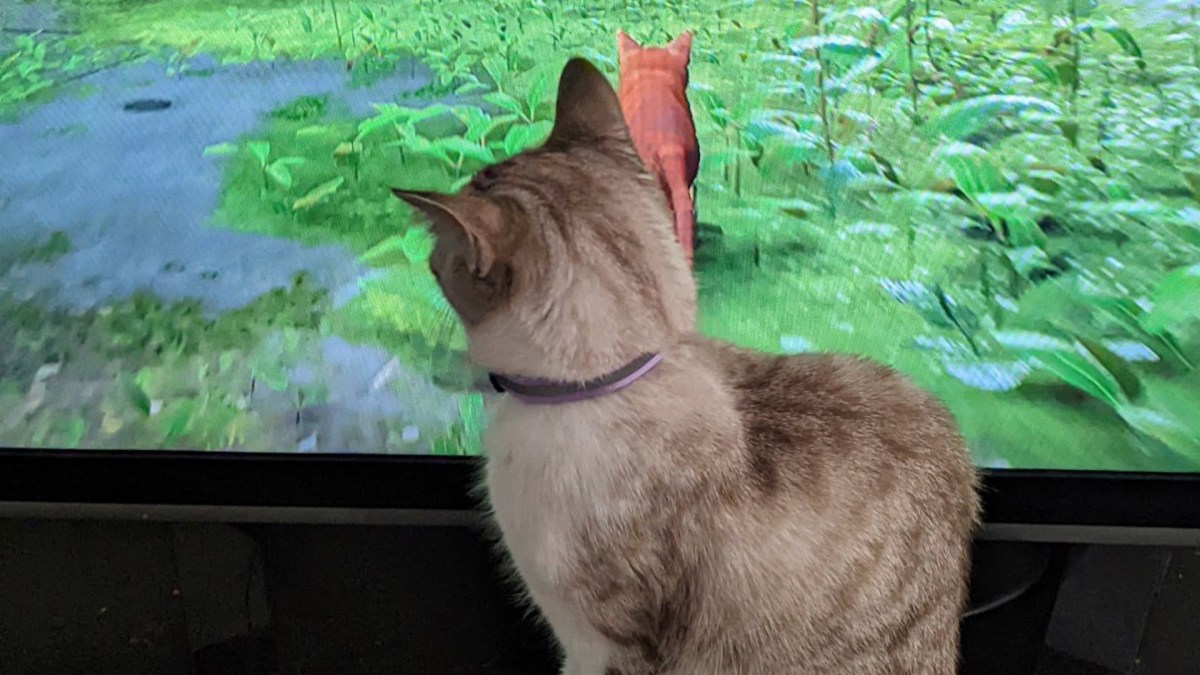 Un chat mignon devant Stray // Source : Capture Twitter Un chat mignon devant Stray // Source : Capture Twitter