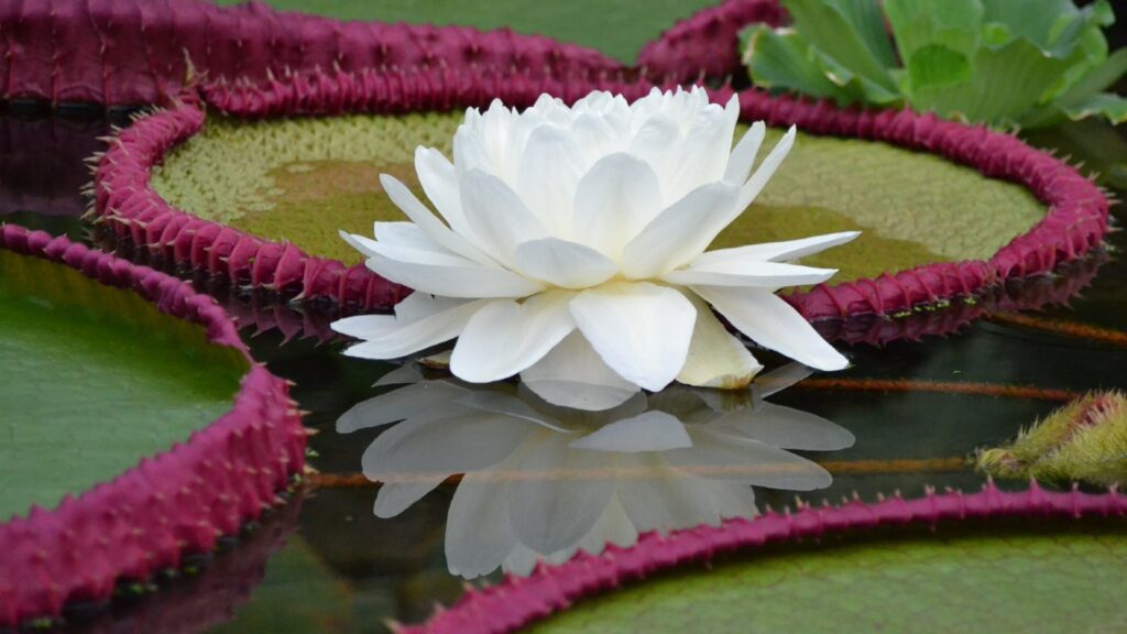 La fleur de V.boliviana, qui ne fleurit que deux nuits d'affilée // Source : RBG Kew