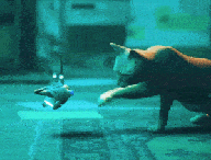 Gif Stray