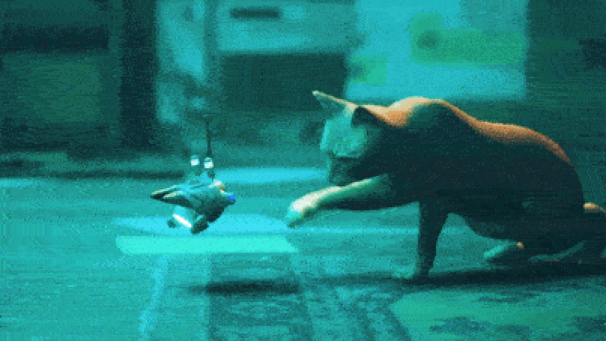 Gif Stray Gif Stray