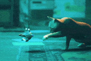 Gif Stray Gif Stray