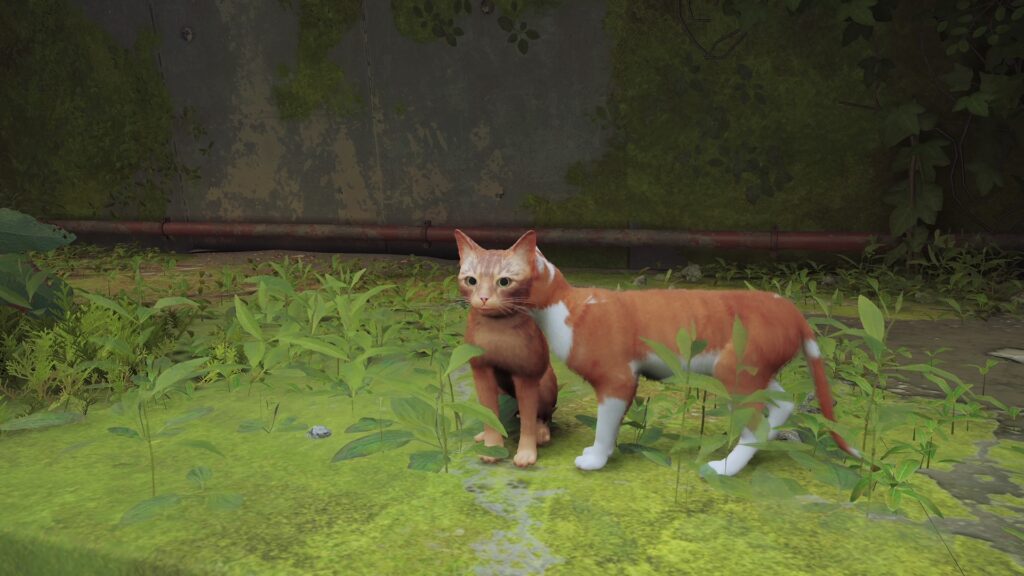 Stray // Source : Capture PS5 Stray // Source : Capture PS5