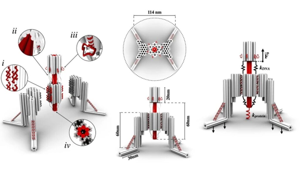 Le robot est à la taille du nanomètre, et se compose de trois origamis d'ADN. // Source : Nature/Inserm Le robot est à la taille du nanomètre, et se compose de trois origamis d'ADN. // Source : Nature/Inserm