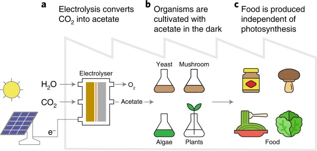 Le schéma des 3 étapes de la photosynthèse artificielle. // Source : Nature Food Le schéma des 3 étapes de la photosynthèse artificielle. // Source : Nature Food