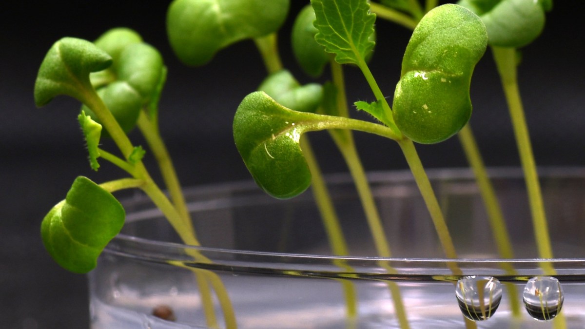 Source : Nature Food Source : Nature Food